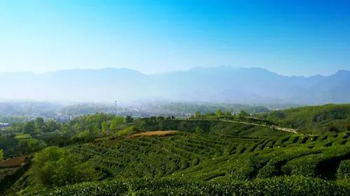岳陽(yáng)日?qǐng)?bào) | 天車嶺 一張锃亮的茶旅文化名片